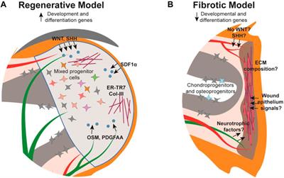 Toeing the line between regeneration and fibrosis